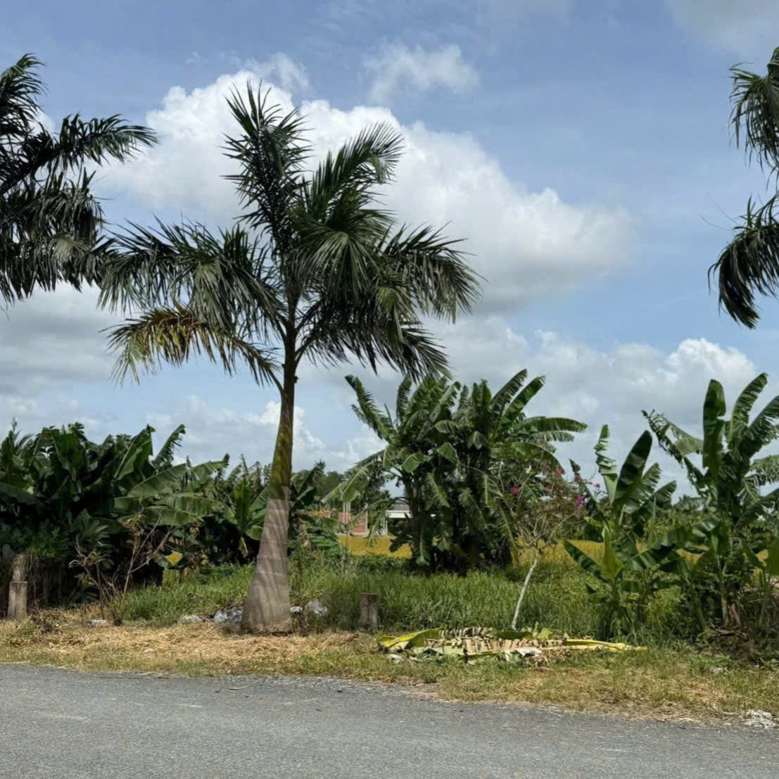 SIÊU PHẨM MẶT TIỀN NGUYỄN HOÀNG ANH - TÂN TRỤ - LONG AN SỔ ĐỎ CẦM TAY, GIÁ TỐT ĐẦU TƯ! ⁠1 tỷ 299 triệu / lô