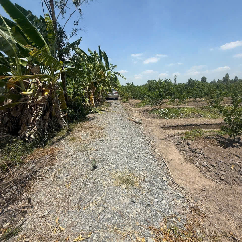 🎄🎄Bán 500mv đất vườn .Tân Thanh . Thủ thừa. Long An