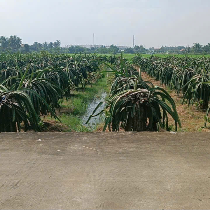 Bán 2 lô đất thổ hàng f0, cọc 4 tháng công chứng KHU PHỐ TÂN BÌNH THỊ TRẤN TÂN TRỤ LA DT 195m2/ 1 lô