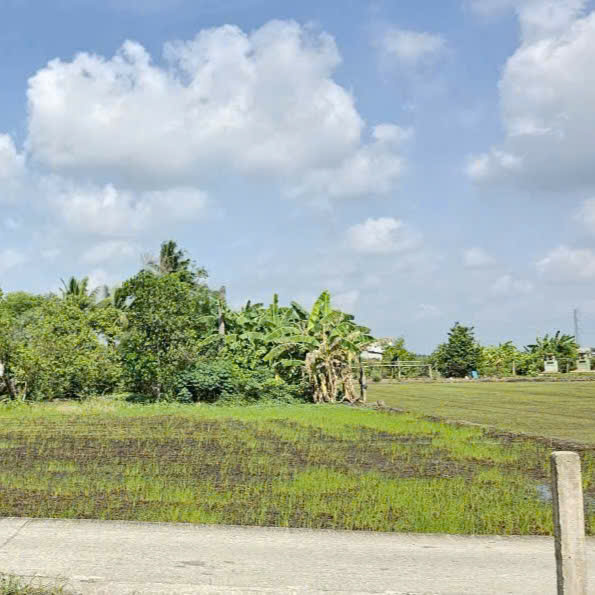 Bán thổ cư Lốc mới 5 lô F0 thổ cư. Cọc 3 tháng Ấp 3 xã Lạc Tấn - Tân Trụ - Long An.