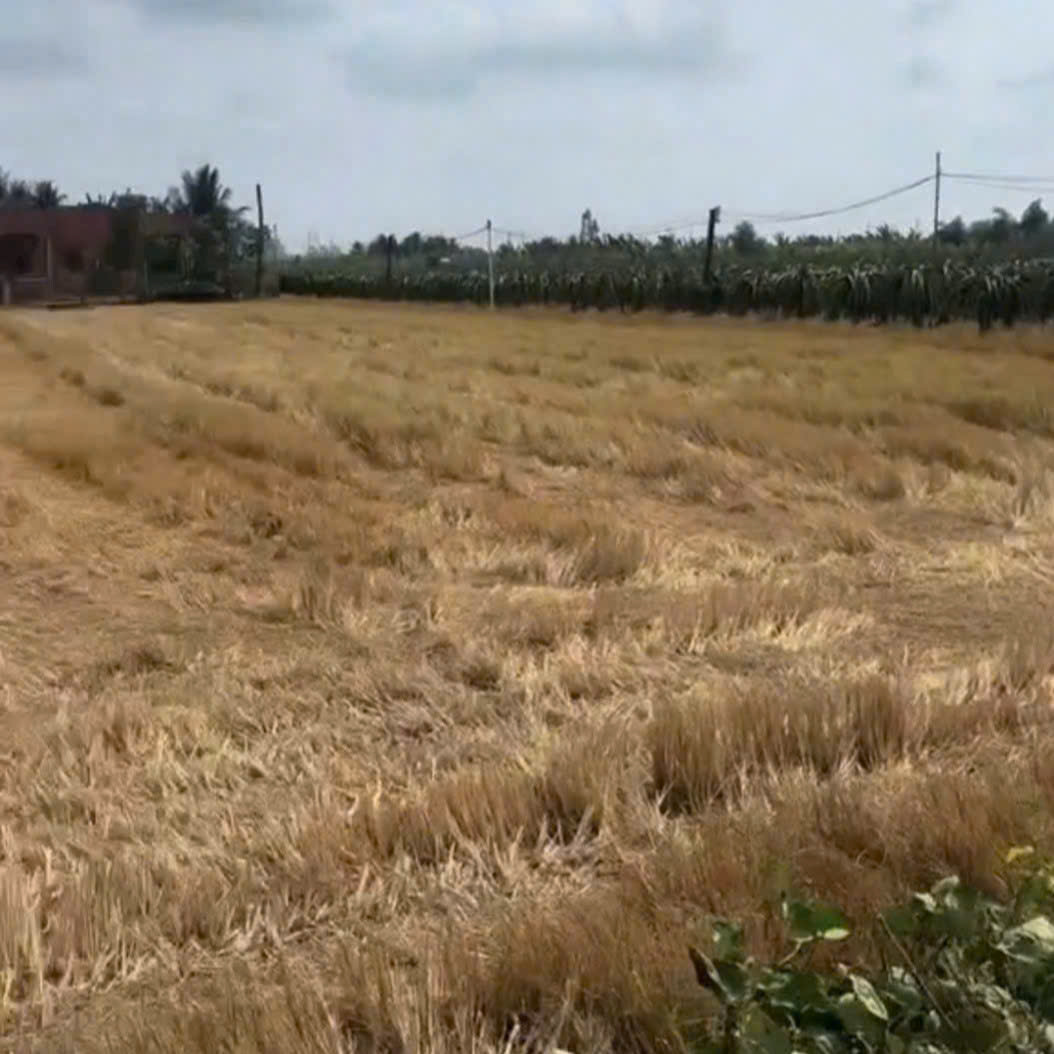 Đất lúa được chuyển thổ Bình Trinh Đông - Tân Trụ - Long An