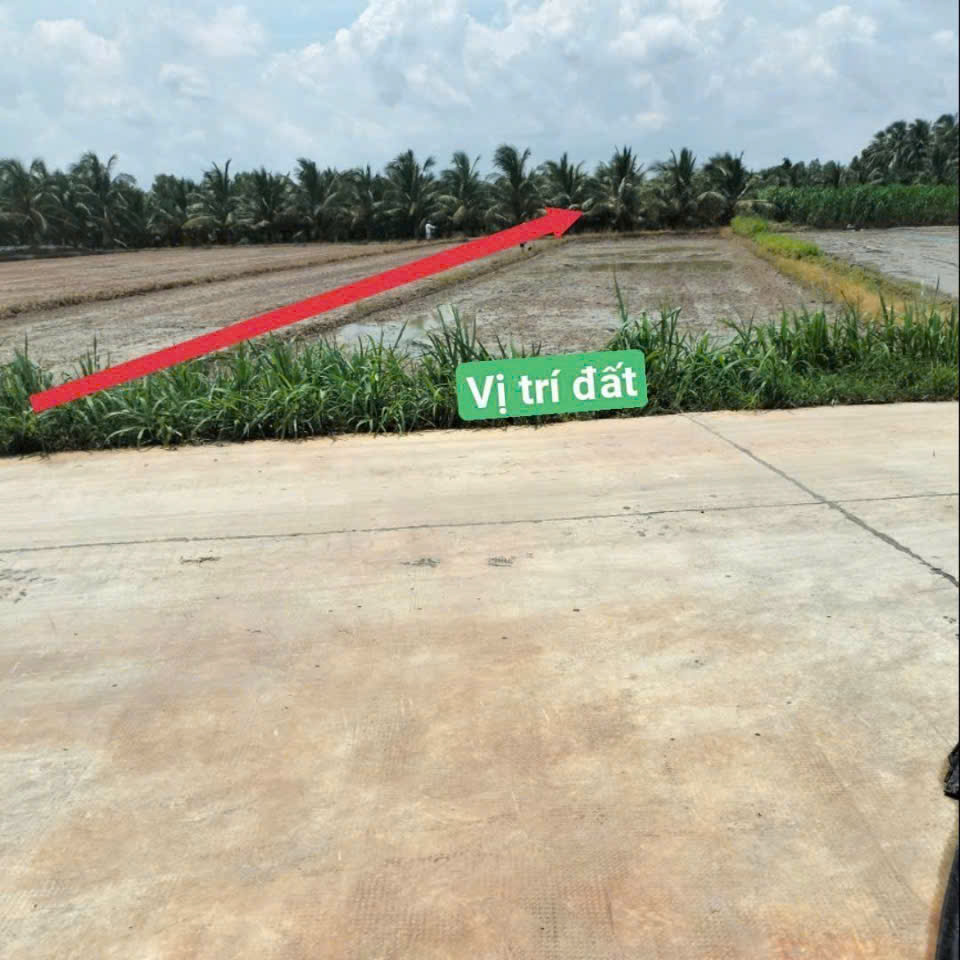 Cần bán 1000m² đất lúa Vị trí đất, xã Bình trinh Đông, huyện Tân Trụ, tỉnh Long An cũ ( tây ninh mới )