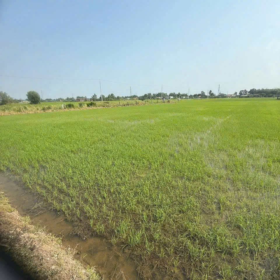 Bán đất thổ cư Mặt tiền đường Nguyễn Văn Thọ.  Ấp 3 xã Lạc Tấn, Tân Trụ, Long An (nay là xã Nhựt Tảo tỉnh Tây Ninh) DT 142.5m2